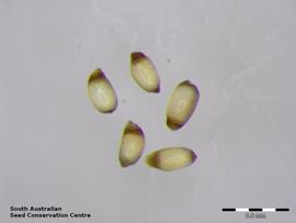   Seeds:   Centrolepis eremica ; Photo by South Australian Seed Conservation Centre, used with permission
